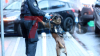 Rauschgiftspürhund im Einsatz - vermummte Beamte durchsuchen Geschäftsräume - Polizei erhielt Hinweise aus der Bevölkerung - Durchsuchungsmaßnahmen stehen im Zusammenhang mit Verstößen gegen das Betäubungsmittelgesetz: 