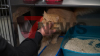 Katzen kannten nur ihre Besitzerin - Animal Hording nimmt zu - Katzen verwilderten im häuslichen Umfeld - Vermittlung könnte schwierig werden - Riesige Spendenbereitschaft - 140 Pakete an einem Tag: 