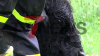 Kuh wird unverletzt gerettet - ungewöhnlicher Einsatz für die Feuerwehrleute - Rettungsaktion erfordert Fingerspitzengefühl: 