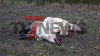 15 Lämmer und drei Mutterschafe - Schäfer absolut verzweifelt - Zweiter Wolfsangriff innerhalb von wenigen Wochen - Tiere teilweise kilometerweit von Weide verschleppt - Schafe und Lämmer leiden schwerst verletzt und keiner kann helfen - Tötung der Tiere erst nach Sichtung durch die LANUV möglich - Weitere Tiere kommen zum Tierarzt: Jagdpächter, Waldbesitzer und Schäfer wissen nicht, wie es weitergehen soll - Männer haben Angst die Kinder alleine mit dem Hund zu schicken - Regulierung des Bestands gefordert