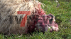 15 Lämmer und drei Mutterschafe - Schäfer absolut verzweifelt - Zweiter Wolfsangriff innerhalb von wenigen Wochen - Tiere teilweise kilometerweit von Weide verschleppt - Schafe und Lämmer leiden schwerst verletzt und keiner kann helfen - Tötung der Tiere erst nach Sichtung durch die LANUV möglich - Weitere Tiere kommen zum Tierarzt: Jagdpächter, Waldbesitzer und Schäfer wissen nicht, wie es weitergehen soll - Männer haben Angst die Kinder alleine mit dem Hund zu schicken - Regulierung des Bestands gefordert