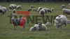 15 Lämmer und drei Mutterschafe - Schäfer absolut verzweifelt - Zweiter Wolfsangriff innerhalb von wenigen Wochen - Tiere teilweise kilometerweit von Weide verschleppt - Schafe und Lämmer leiden schwerst verletzt und keiner kann helfen - Tötung der Tiere erst nach Sichtung durch die LANUV möglich - Weitere Tiere kommen zum Tierarzt: Jagdpächter, Waldbesitzer und Schäfer wissen nicht, wie es weitergehen soll - Männer haben Angst die Kinder alleine mit dem Hund zu schicken - Regulierung des Bestands gefordert